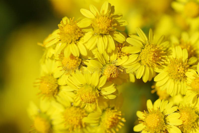 Macro of Brilliant Wild Yellow Little Daisy Flowers Stock Photo - Image
