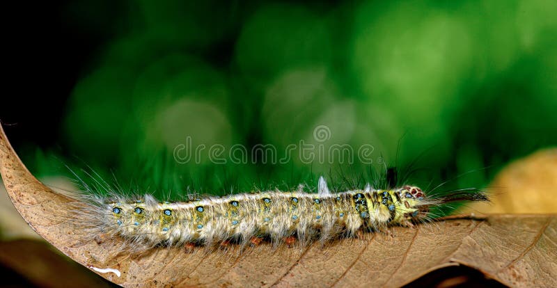 Macro bug and animal life. Black caterpillar with yellow stripes royalty free stock photo Macro bug and animal life. Black caterpillar with yellow stripes royalty free stock photo