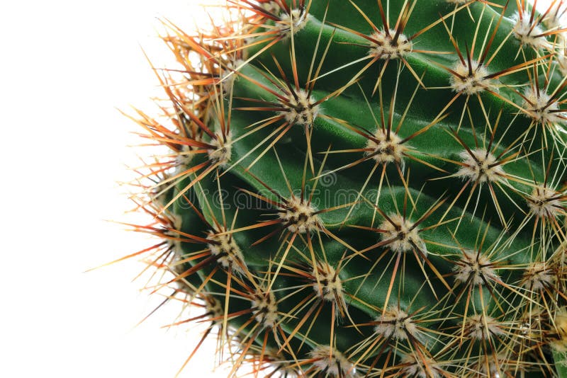 Macro cactus thorns stock photo