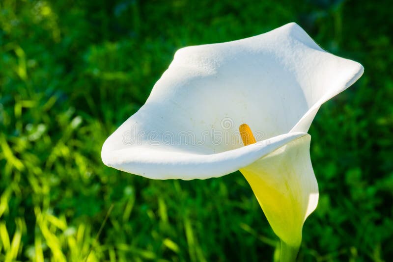Calla Lily Zantedeschia Aethiopica Flower Stock Image Image of beauty