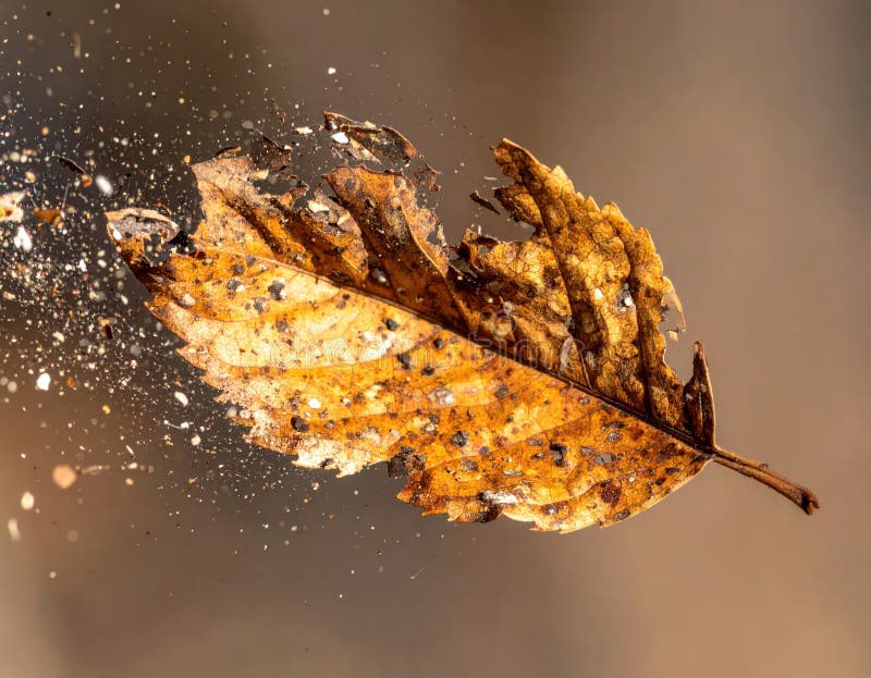 Macro capture dried leaf torn wind stock illustration