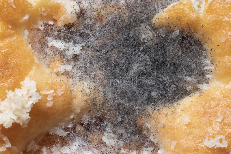 Macro close-up of Bread Mold Rhizopus developed over a piece of sugary biscuit royalty free stock photo