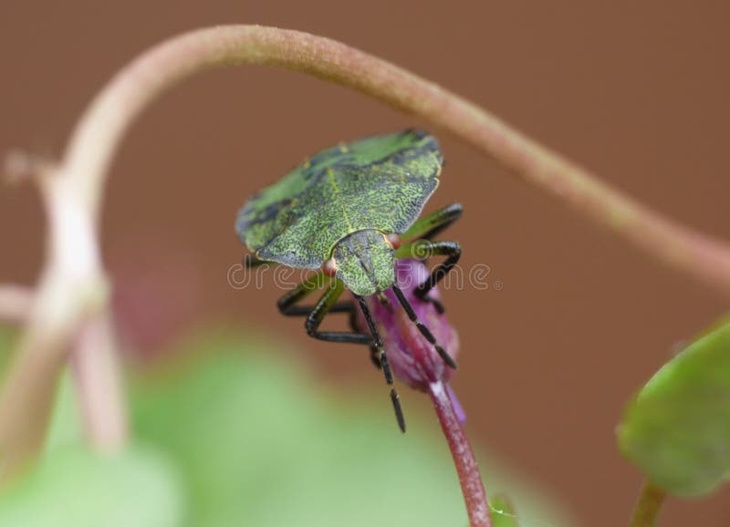 Macro lens close up of a green shield bug / Stink bug, photo taken in the UK