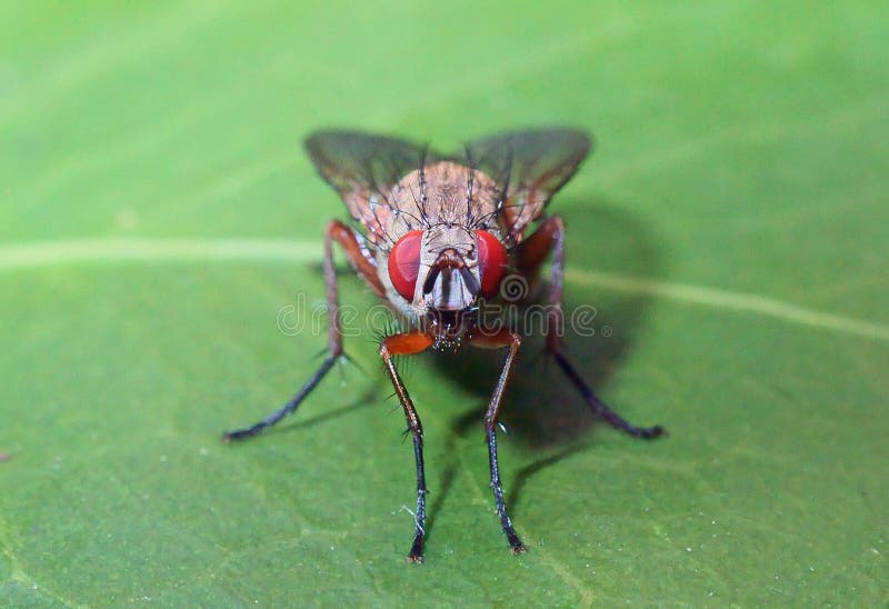 Red Eyed fly on a green leaf