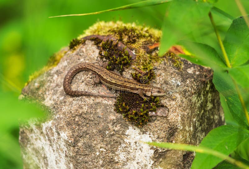 Macro close up photo of lizard basking in the old milepost, covered with moss