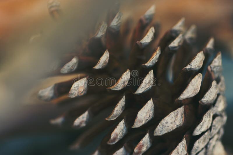 Macro close up of pine cone in vintage style warm earthy tones. Autumn fall winter nature background backdrop wallpaper poster