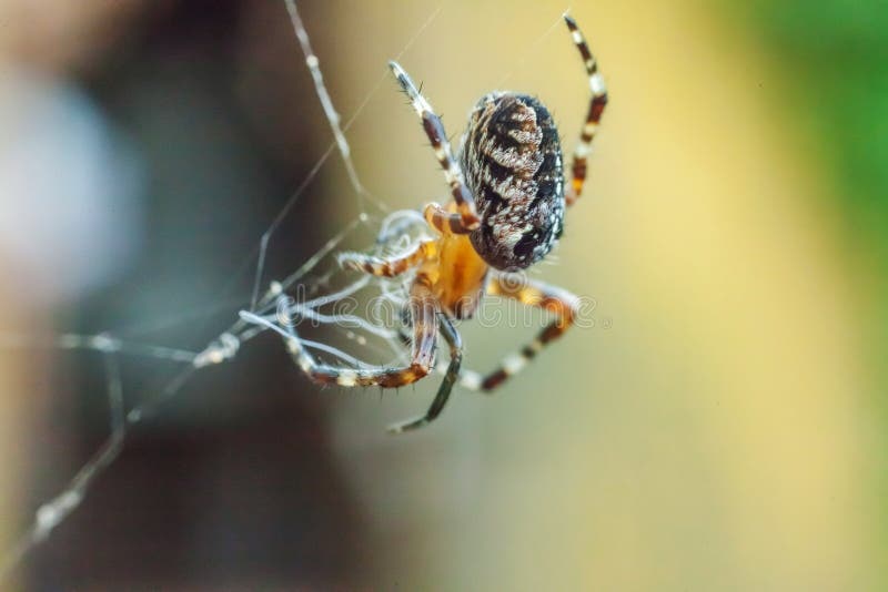 Fear Spider Stock Photos Download 14 903 Royalty Free Photos