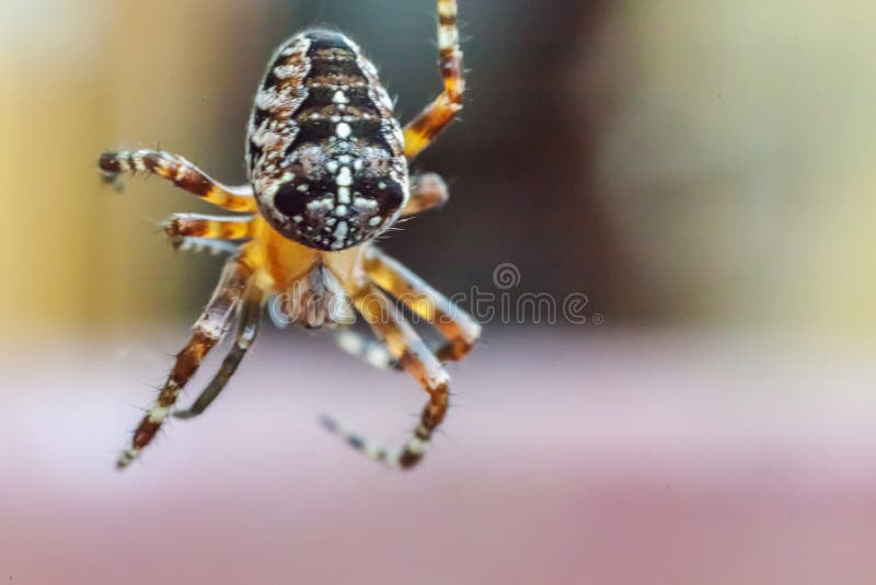 Fear Spider Stock Photos Download 14 903 Royalty Free Photos