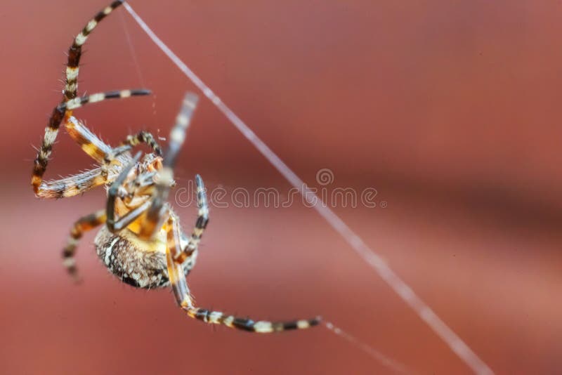 Fear Spider Stock Photos Download 14 903 Royalty Free Photos