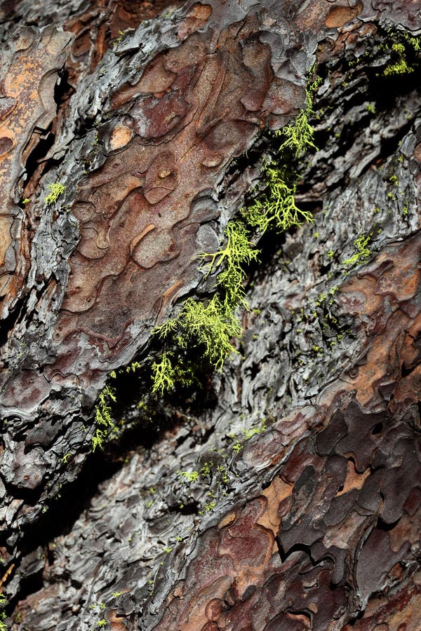 Macro Close-Up of Subar Pine Bark royalty free stock photos