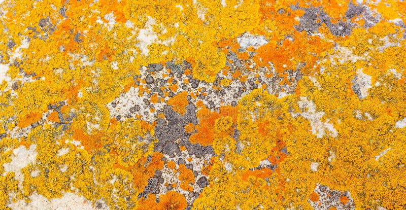 Macro close-up texture of yellow and orange lichen