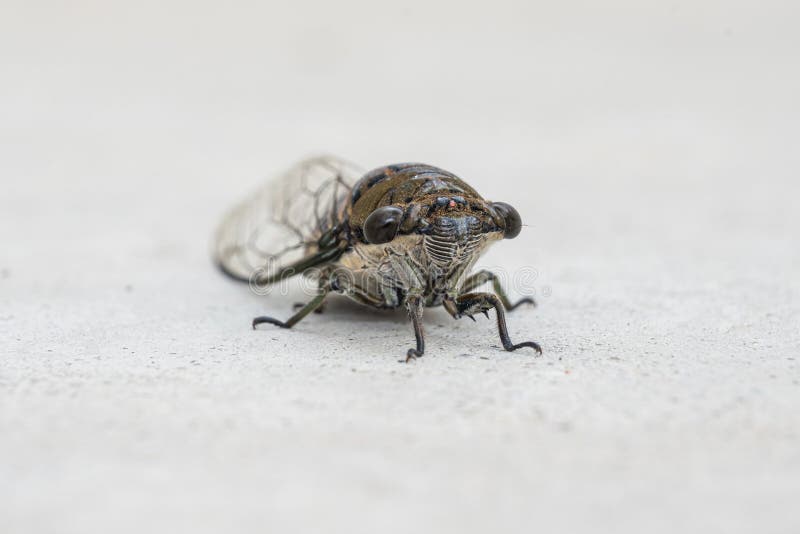 Macro close-up van een cicadeninsect op een lichte achtergrond royalty-vrije stock foto's