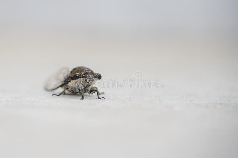 Macro close-up van een cicadeninsect op een lichte achtergrond royalty-vrije stock foto