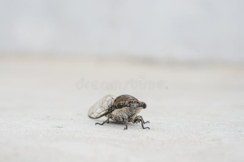 Macro close-up van een cicadeninsect op een lichte achtergrond stock foto