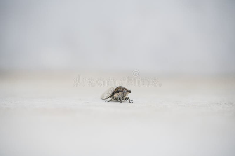 Macro close-up van een cicadeninsect op een lichte achtergrond royalty-vrije stock afbeeldingen
