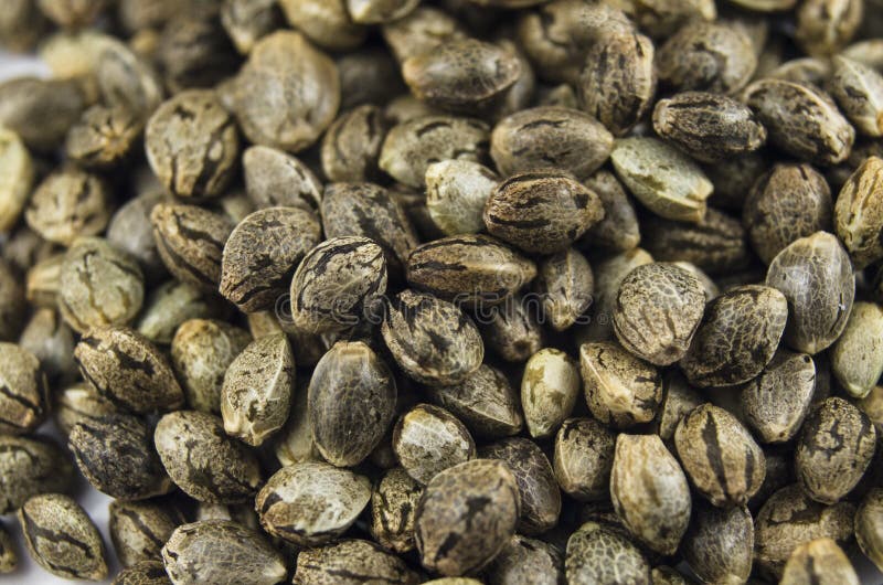 Macro Closeup View of Medical Marijuana Seeds Stock Photo Image of