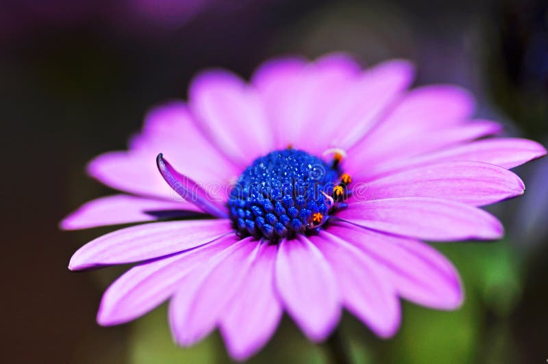 Eine makro-oder Mikro-close-up von einem schönen lebhaften Violett oder lila Frühling African daisy Blume.