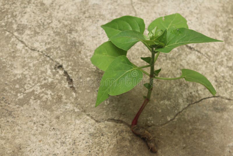 Macro Close up from a young small green flower plant growing out of cement stone, Java, Indonesia