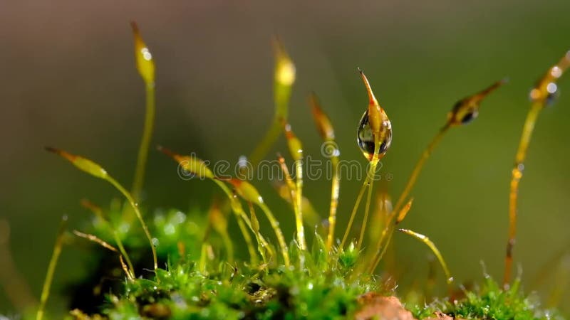 Macro close video de musgo crescendo no canto úmido escuro.