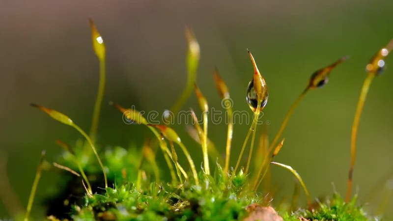 Macro close video de musgo crescendo no canto úmido escuro.