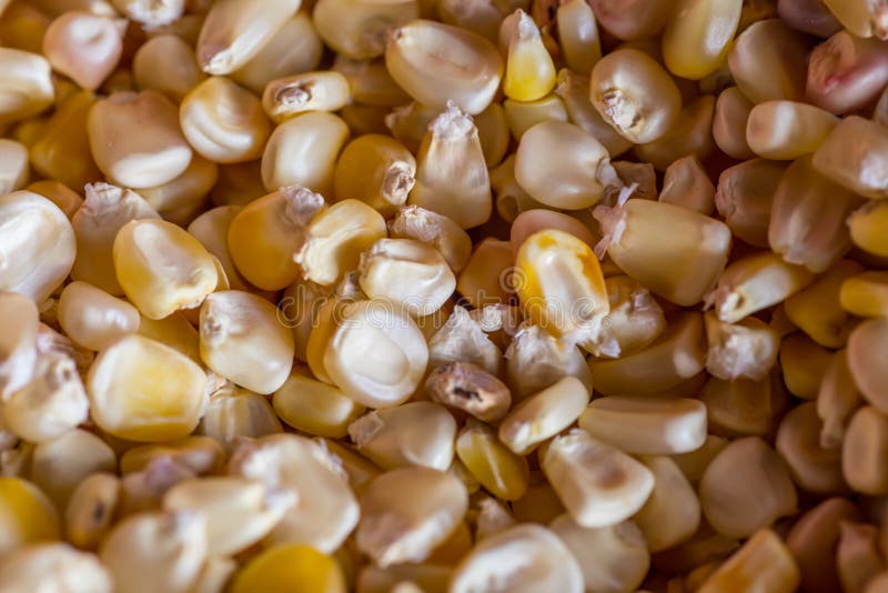 Macro closeup of corn as a background royalty free stock photos Macro closeup of corn as a background royalty free stock photos