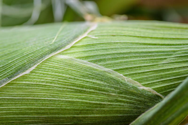 Green corn husk closeup stock image. Image of fresh, green 98791369