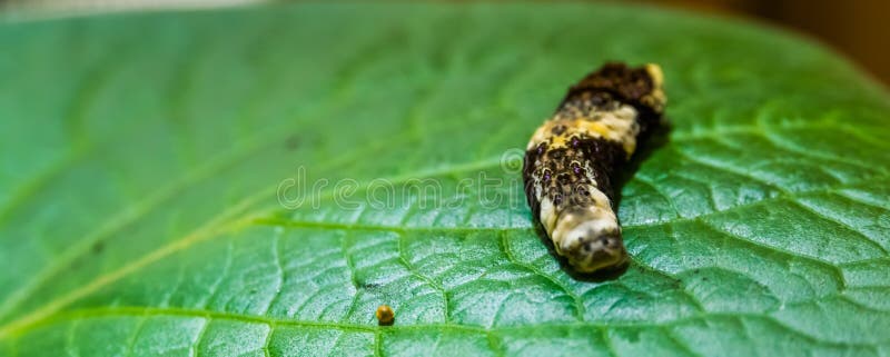 Macro closeup of king swallowtail caterpillar with a egg, butterfly in the larva stage, tropical insect specie royalty free stock photo Macro closeup of king swallowtail caterpillar with a egg, butterfly in the larva stage, tropical insect specie royalty free stock photo