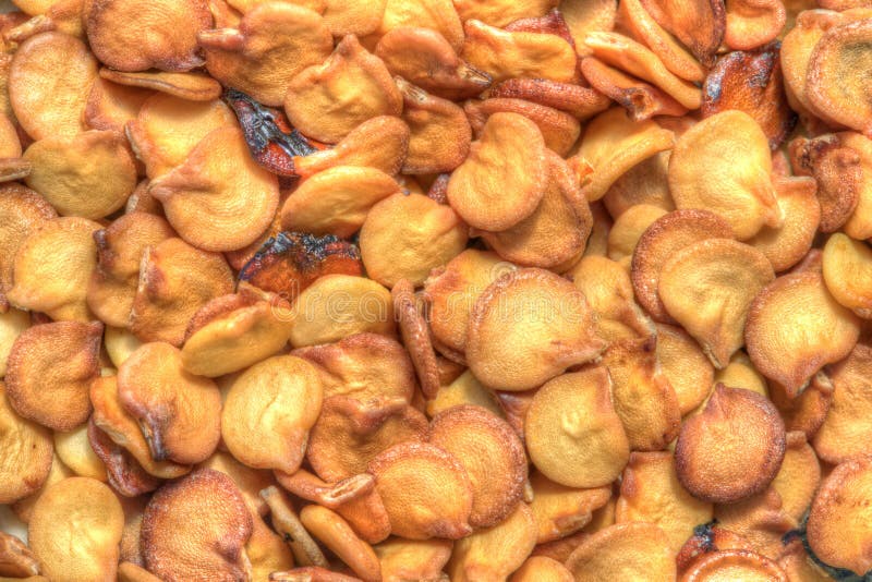 Chili pepper seeds stock image. Image of heap, chili 30179925