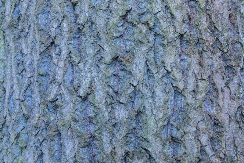 The macro or closeup shot of the elm bark trunk texture stock photo The macro or closeup shot of the elm bark trunk texture stock photo