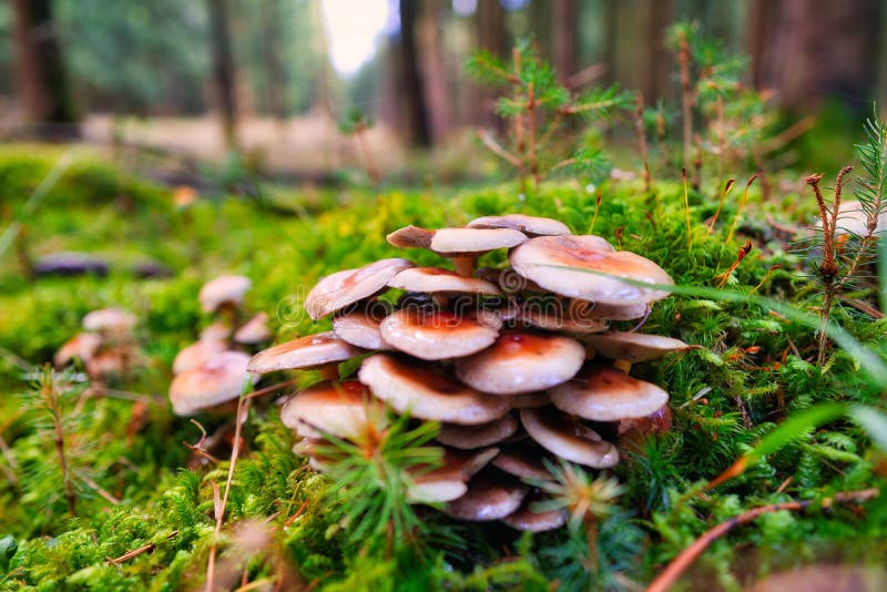 Macro closeup shot of many Pholiota microsporas on the ground. ood wallpaper