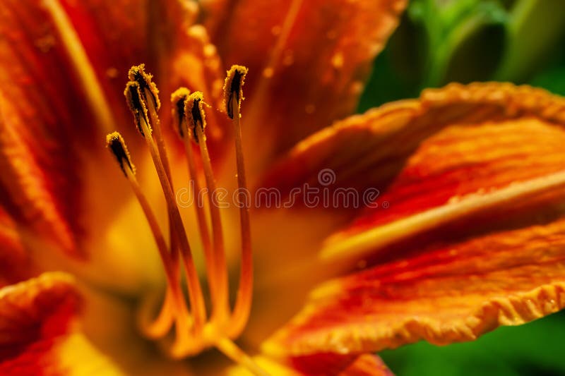 Macro closeup of stamens of fire red or orange day lily colorful background