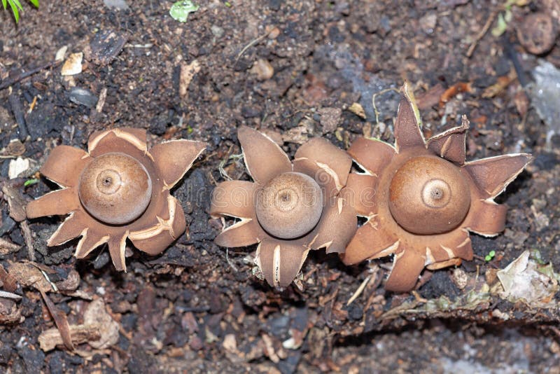 Macro and closeup of three inedible Australian Fungi - Rounded Earthstar or Geastrum saccatum found in central coast of New South