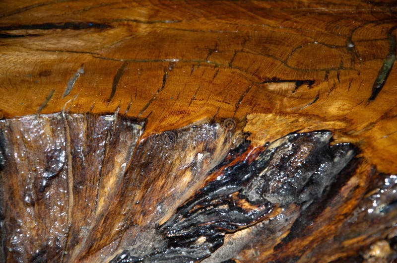 Macro Closeup Wood after Coating with Epoxy Resin. Stock Photo Image