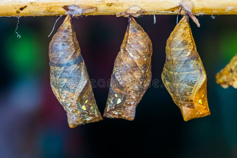 Macro closeup of yellow edged giant owl butterfly cocoons, Tropical insect specie, pupation cycle