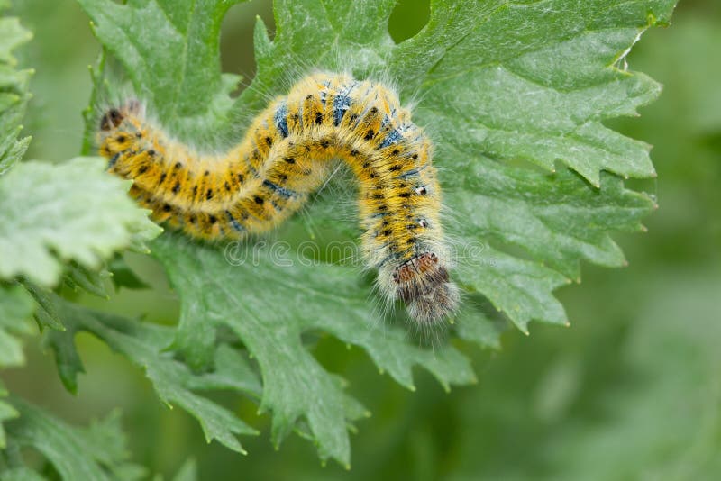 Yellow worm stock photo. Image of life, chrysalid, nature 14766088