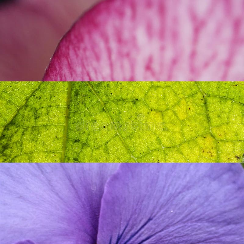 Macro Collage of Flower and Leaf Textures Stock Photo - Image of ...