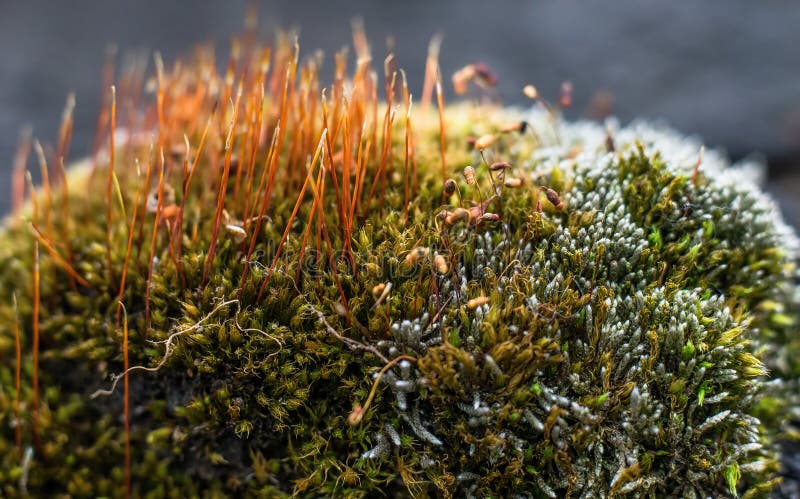 Macro colorful forest green moss stock photos