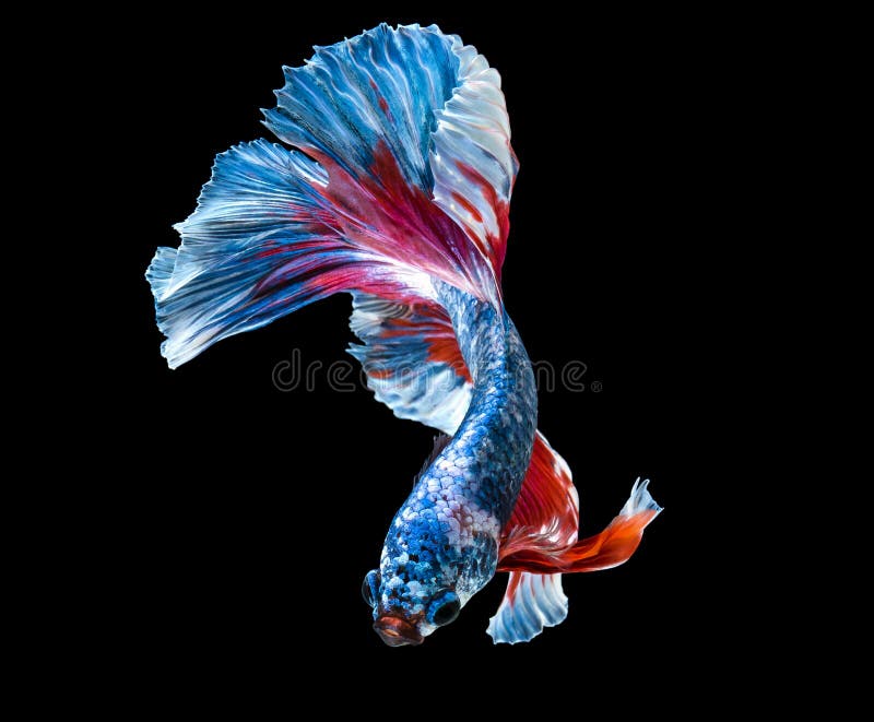 Macro colorful siam fighting fish are swimming stock photo