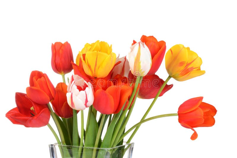 Macro colorful tulips in a vase royalty free stock photography