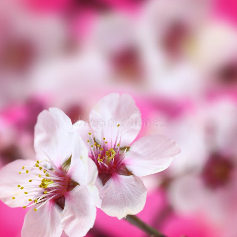 Macro colpo dei fiori della mandorla fotografia stock Macro colpo dei fiori della mandorla fotografia stock