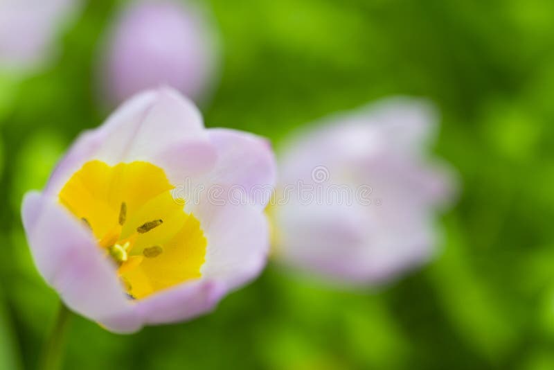 Macro colpo del primo piano del colpo classico di Selectives dei tulipani contro fondo vago immagini stock libere da diritti Macro colpo del primo piano del colpo classico di Selectives dei tulipani contro fondo vago immagini stock libere da diritti