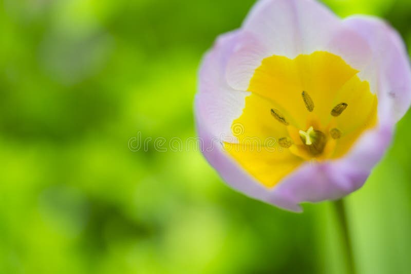 Macro colpo del primo piano dei tulipani classici Selectives immagini stock Macro colpo del primo piano dei tulipani classici Selectives immagini stock