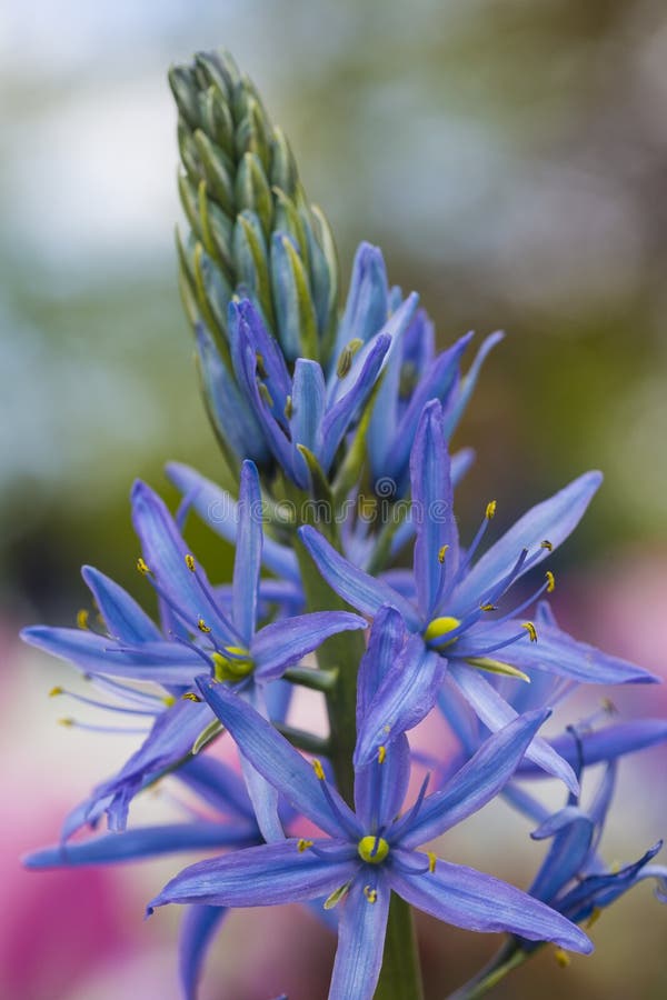 Macro colpo del primo piano di allium Azureum fotografia stock Macro colpo del primo piano di allium Azureum fotografia stock