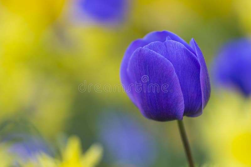 Macro colpo del primo piano di olandese nazionale Holland Tulips Of The Selectives fotografia stock Macro colpo del primo piano di olandese nazionale Holland Tulips Of The Selectives fotografia stock
