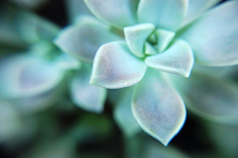 Macro colpo di Echeveria Elegans ( Palla di neve messicana fotografia stock libera da diritti