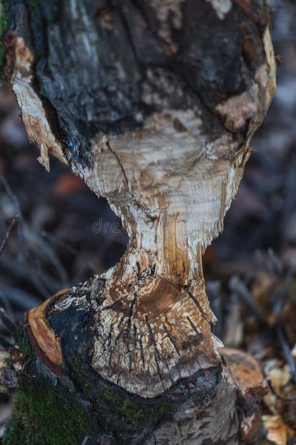 Macro shot of a large tree, chewed by beavers in autumn, switzerland. Macro shot of a large tree, chewed by beavers in autumn, switzerland