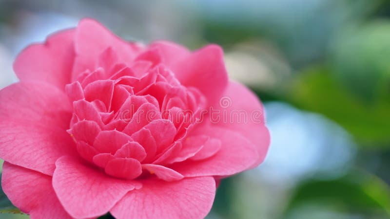 Macro colpo di un fiore della rosa