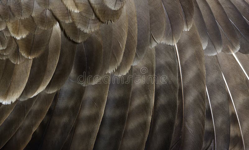 Feathers Detail, Macro of common buzzard royalty free stock image