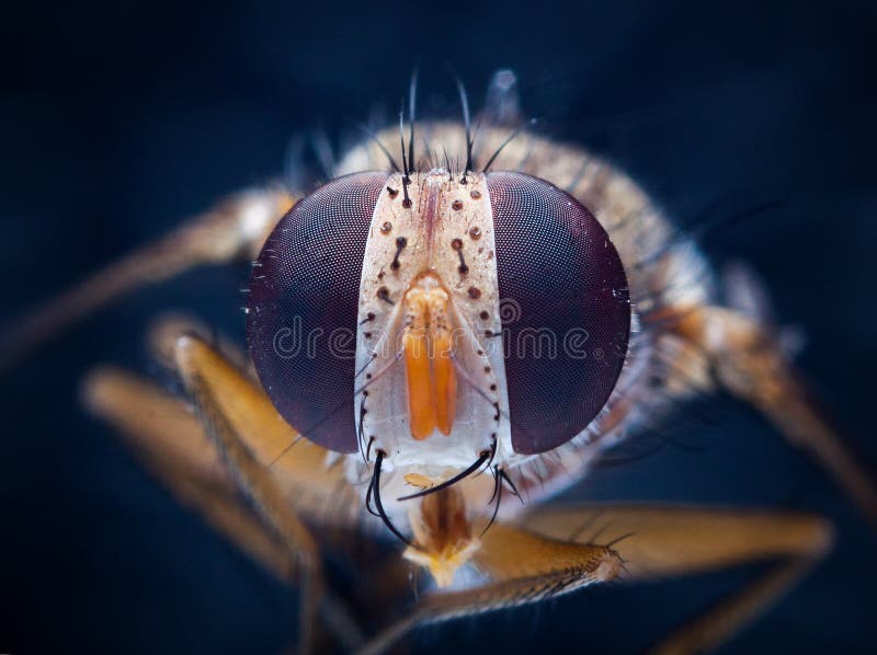 Macro Common House Fly stock image. Image of house, insect 57836977