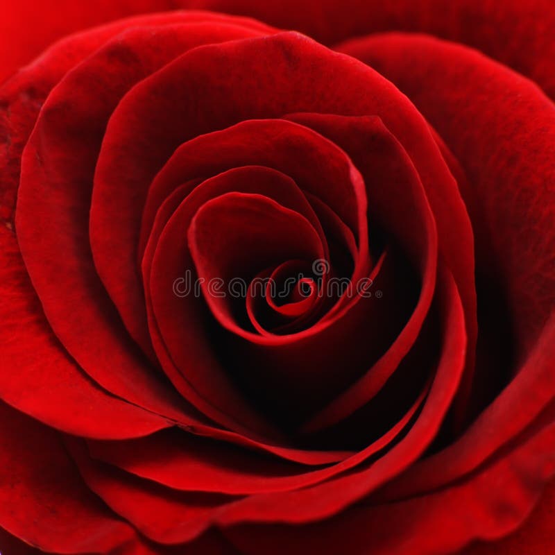 Close-up of the inside of a red rose. Close-up of the inside of a red rose